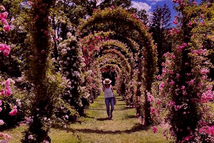 Amelia, 24 — Escort in Elizabeth Park, Australia