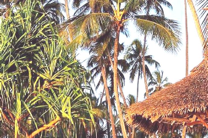 Amelia, 32 — Escort in Kwakoa, Tanzania