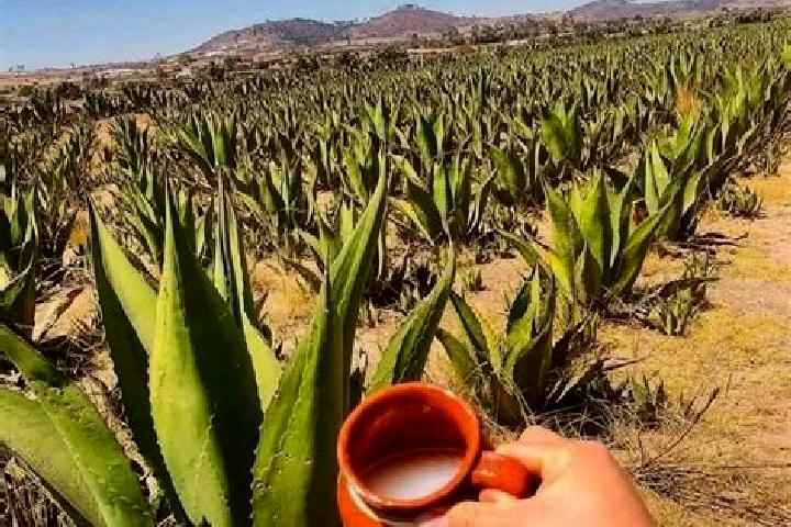 Amelia, 35 — Escort in San Agustin del Pulque, Mexico