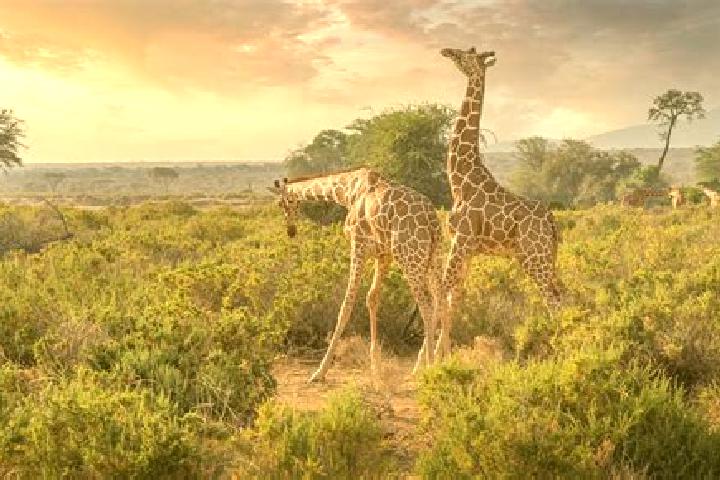 Amelia, 37 — Escort in Ijara, Kenya