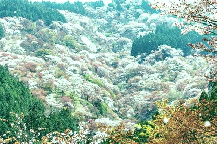 Amelia, 39 — Escort in Kumano, Japan