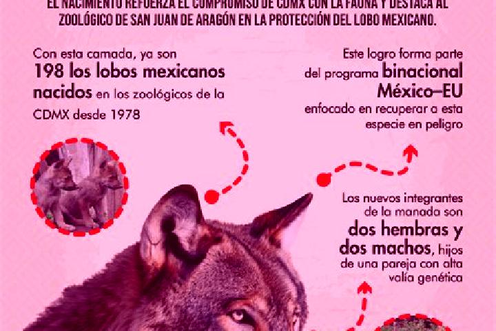 Aria, 21 — Escort in El Lobo, Mexico