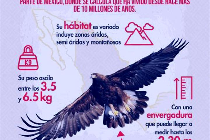 Aria, 30 — Escort in El Aguila, Mexico