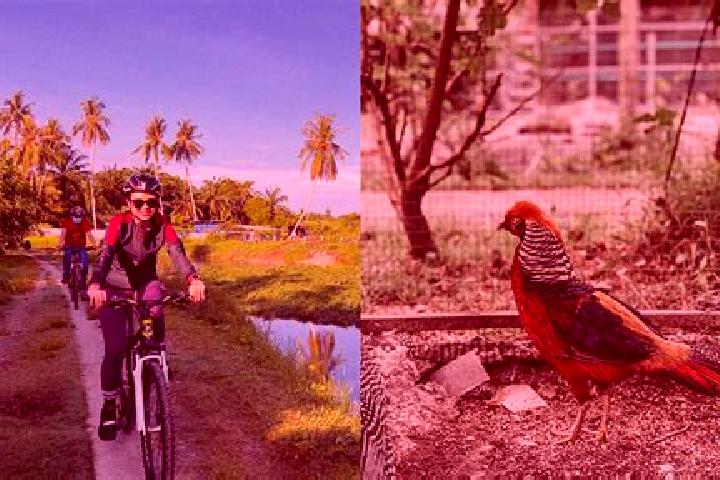 Aria, 36 — Escort in Balik Pulau, Malaysia