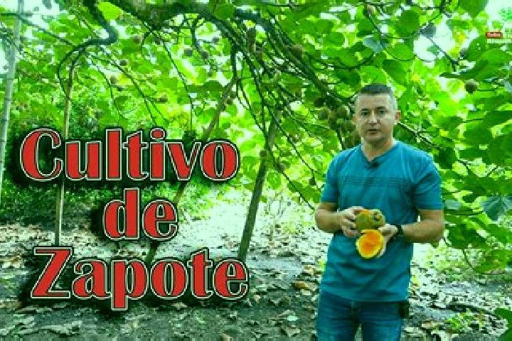 Aria, 39 — Escort in Meson Zapote, Mexico