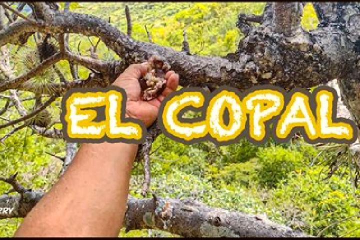Ariana, 30 — Escort in Copalillo, Mexico