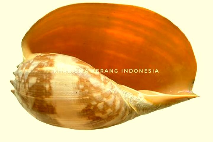 Ariana, 30 — Escort in Kerang, Indonesia