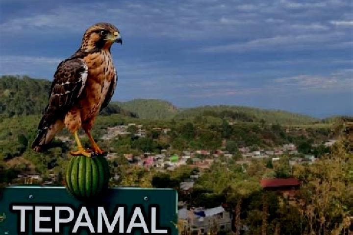 Ariana, 32 — Escort in El Tepamal, Mexico