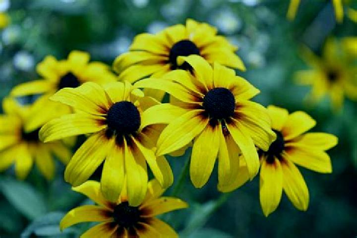 Ariana, 36, a black grey-eyed european companion based in Rajsko. Offering OWO, Overnight, BDSM, GFE, Couples. Available for incall and outcall, overnight bo...