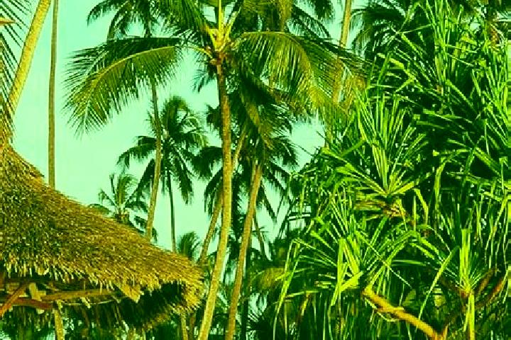 Ariana, 37 — Escort in Kiratu, Tanzania