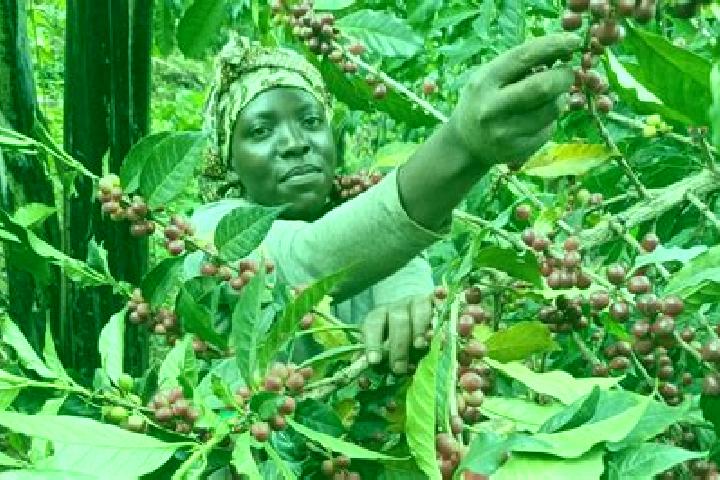 Ariana, 37 — Escort in Kyegegwa, Uganda