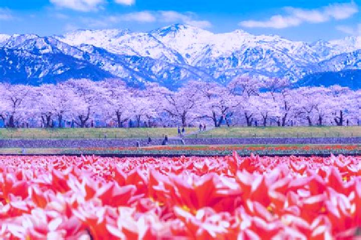 Ariana, 37 — Escort in Toyama, Japan