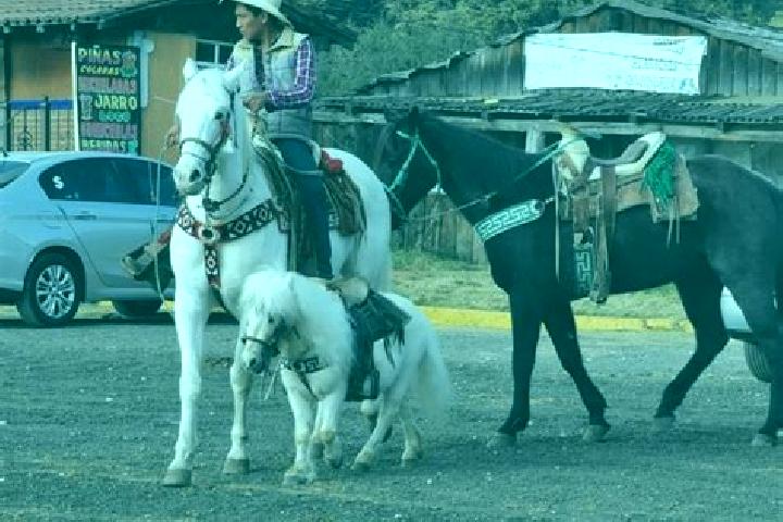 Ariana, 38 — Escort in La Marquesa, Mexico