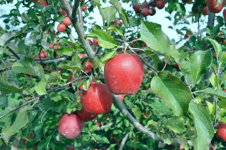 Aubrey, 20 — Escort in Apples, Switzerland