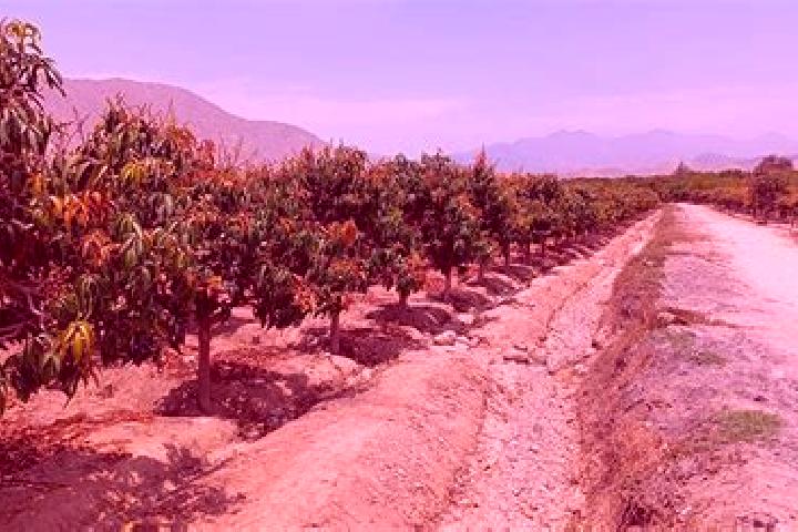 Aubrey, 33 — Escort in Nepena, Peru