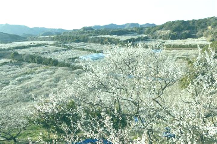 Aubrey, 35 — Escort in Minabe, Japan