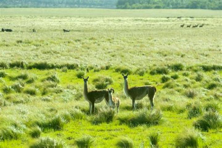 Aubrey, 37 — Escort in Pampa de los Guanacos, Argentina