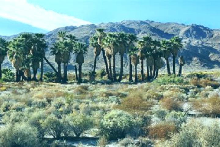 Aurora, 21 — Escort in Twentynine Palms, United States