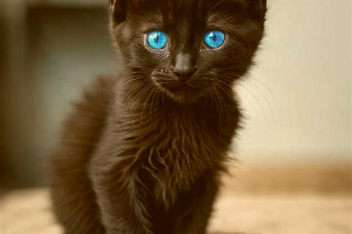 Aurora, 22, a black blue-eyed caribbean companion based in El Cambio. Offering CIM, OWO, Domination, BDSM, Roleplay. Available for incall and outcall, overni...