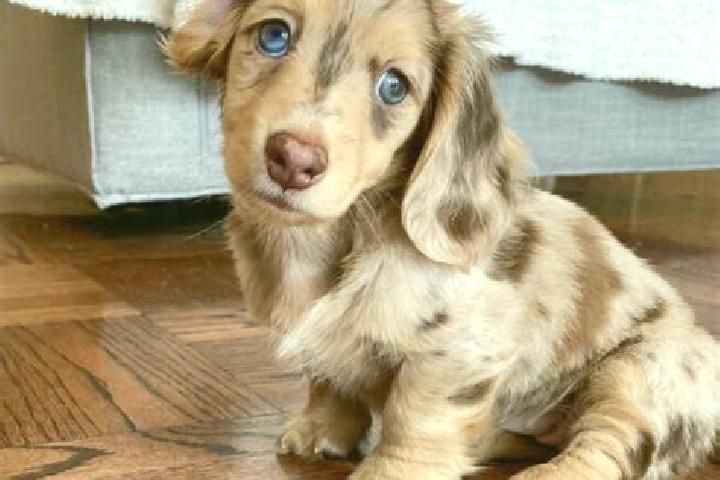 Aurora, 22, a chestnut blue-eyed mixed companion based in Czarnoglowy. Offering Dinner Date, OWO, Overnight. Available for incall and outcall, overnight book...