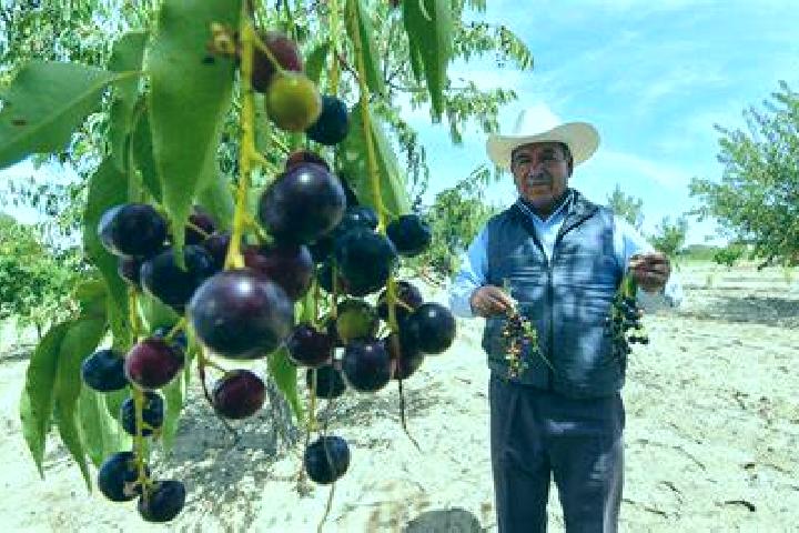 Aurora, 22 — Escort in Capulin de Bustos, Mexico