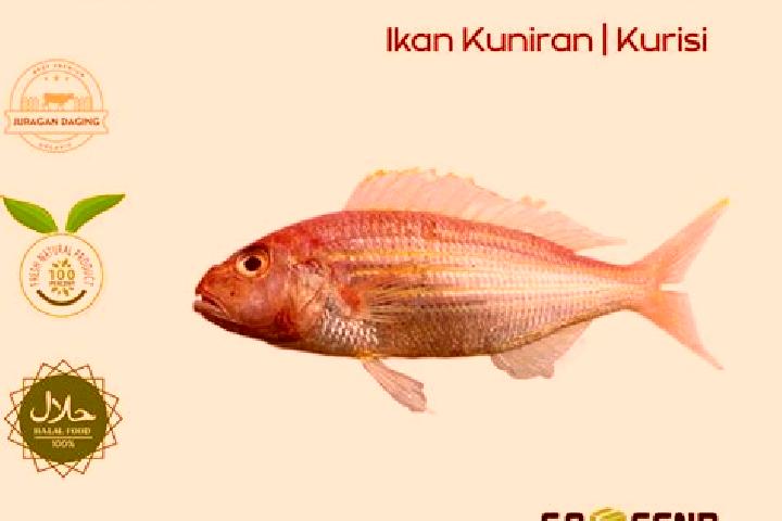 Aurora, 22 — Escort in Kuniran, Indonesia