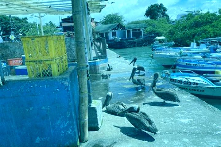 Aurora, 23 — Escort in Puerto Ayora, Ecuador