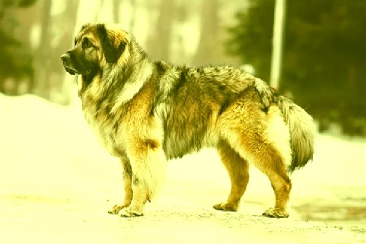 Aurora, 25, a black brown-eyed caucasian companion based in Robertstown. Offering Massage, Girlfriend Experience, Deep French Kissing, 69. Available for inca...
