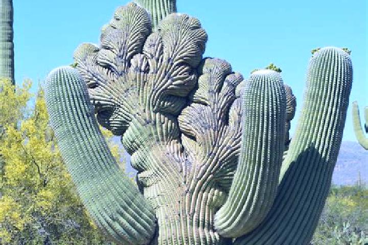 Aurora, 25 — Escort in Cactus Forest, United States
