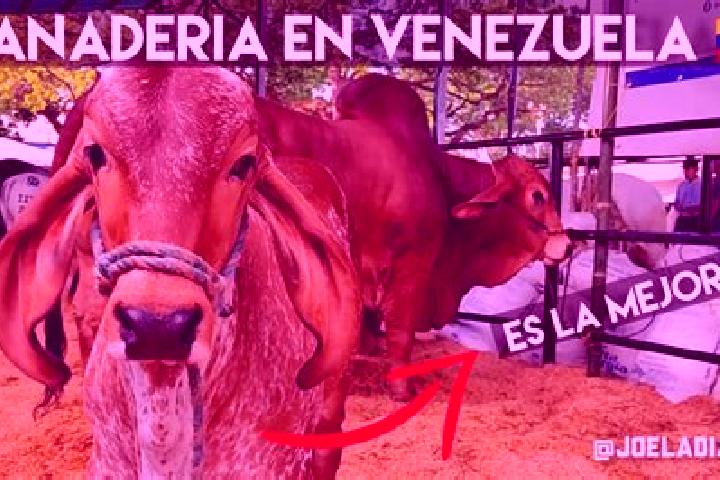 Aurora, 26 — Escort in Yaracal, Venezuela