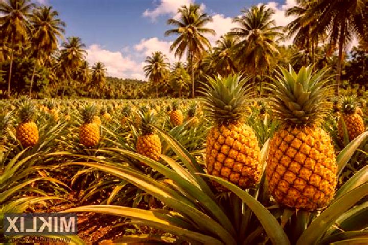 Aurora, 28 — Escort in Ananas, Brazil