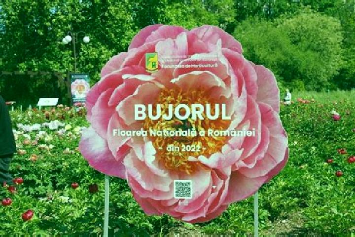 Aurora, 29 — Escort in Targu Bujor, Romania