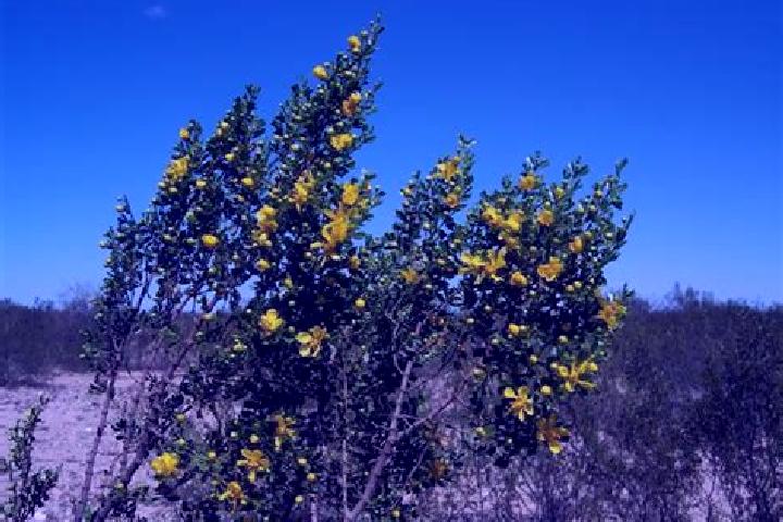 Aurora, 30 — Escort in Las Jarillas, Mexico