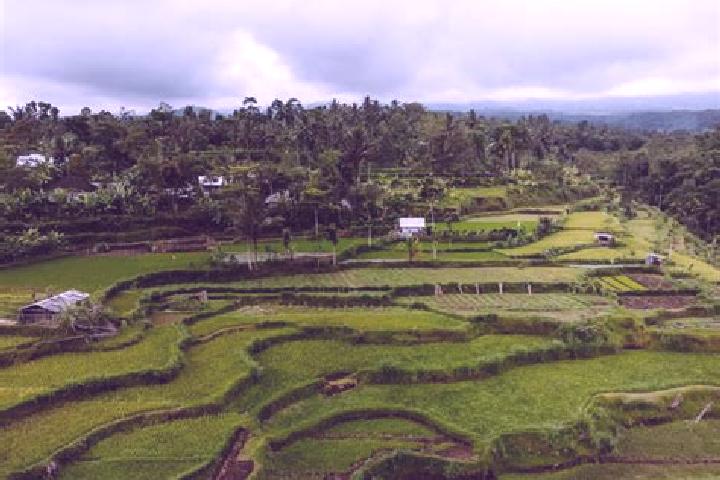 Aurora, 30 — Escort in Tetebatu, Indonesia