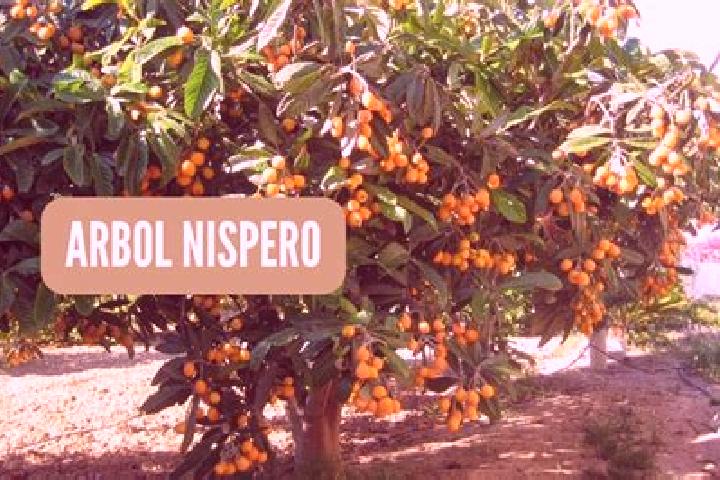Aurora, 31 — Escort in El Nispero, Honduras