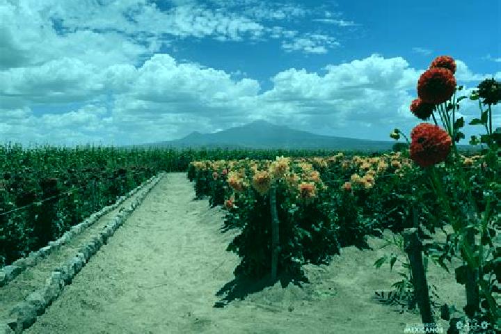Aurora, 31 — Escort in Guadalupito las Dalias, Mexico