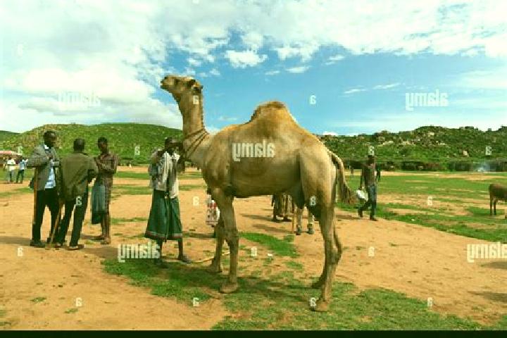 Aurora, 34 — Escort in Babile, Ethiopia