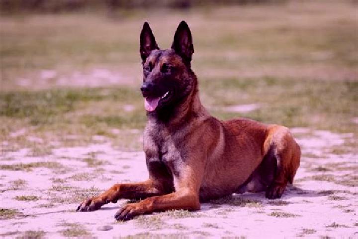 Aurora, 35 — Escort in Brugheas, France