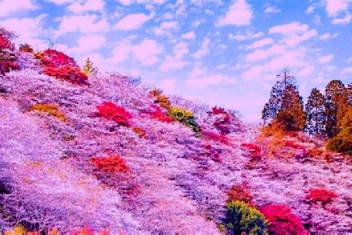 Aurora, 35 — Escort in Obara, Japan