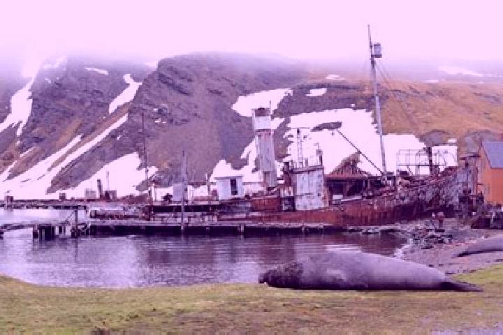 Aurora, 38 — Escort in Grytviken, South Georgia
