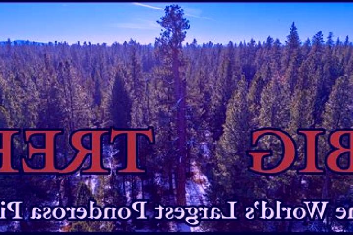 Aurora, 38 — Escort in Ponderosa Pine, United States