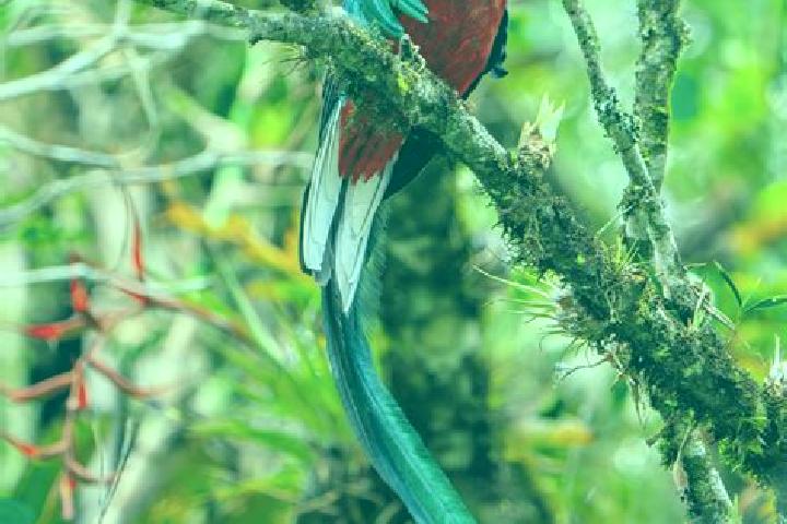 Aurora, 38 — Escort in Quetzal Edzna, Mexico