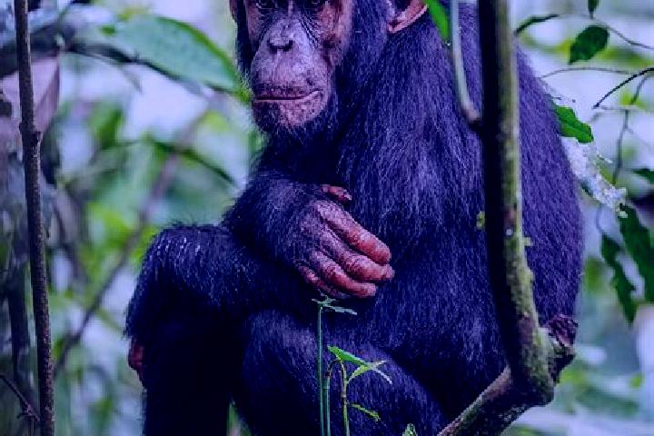 Ava, 22 — Escort in Kibale, Uganda