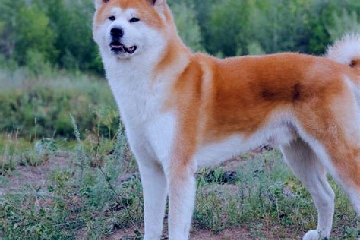 Ava, 27 — Escort in Kita-Akita, Japan