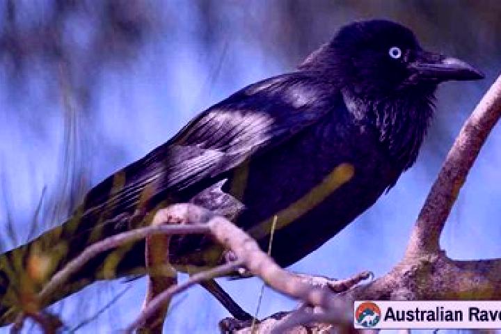 Ava, 32 — Escort in Tanami, Australia
