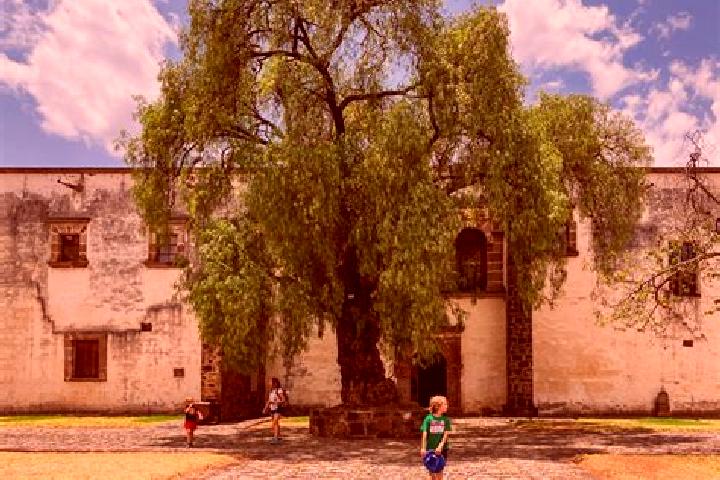 Ava, 35 — Escort in Cucuchucho, Mexico