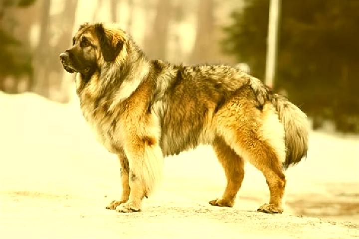 Ava, 37, a black brown-eyed caucasian companion based in Kedzierzyn-Kozle. Offering OWO, A-Level, Travel Companion, Dinner Date. Available for incall and out...
