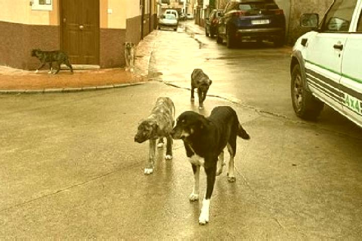 Ava, 38, a brunette grey-eyed ebony companion based in Valverde de la Vera. Offering Overnight, CIM, Duos. Available for incall and outcall, overnight bookin...