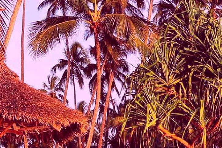 Ava, 38 — Escort in Manda, Tanzania