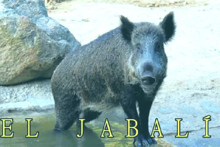 Ava, 39 — Escort in El Jabali, Mexico
